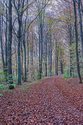 Buy stock photo Forest, trees and path with leaves in autumn season for change in natural environment. View of woods, route or foliage with bushes, plants or botany of horticulture or peaceful wilderness in nature