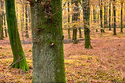 Buy stock photo Woods, autumn and trunk of tree on ground with outdoor environment for countryside sustainability. Green, landscape and forest floor on calm morning with conservation, ecology and lush natural park