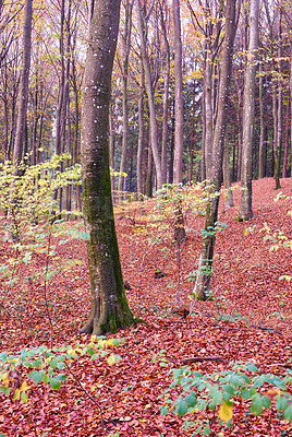 Buy stock photo Forest, trees and plants with leaves in nature of autumn season, wilderness or change in natural environment. View of woods, branches or twigs of foliage, shed or botany for growth or horticulture