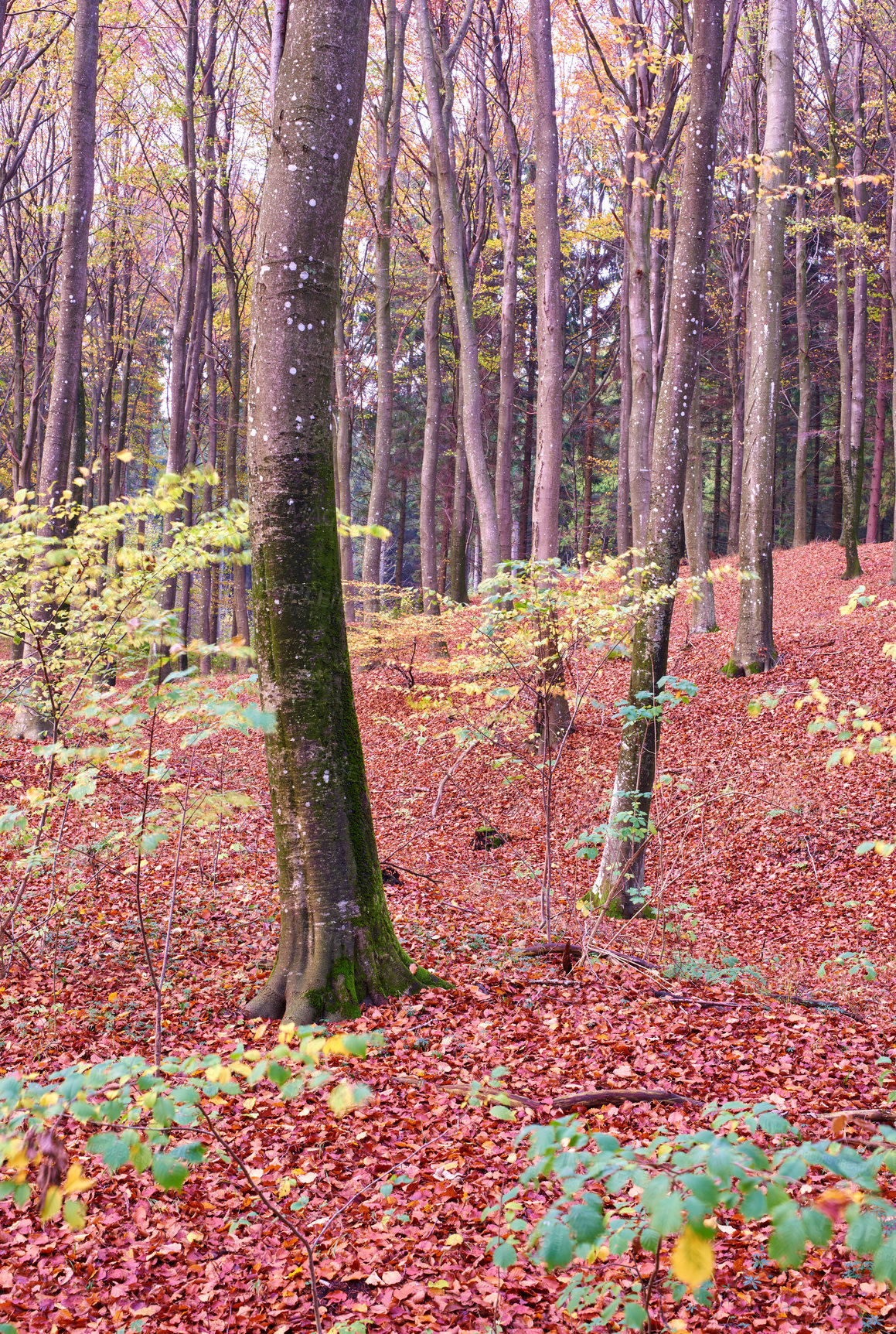 Buy stock photo Forest, trees and plants with leaves in nature of autumn season, wilderness or change in natural environment. View of woods, branches or twigs of foliage, shed or botany for growth or horticulture