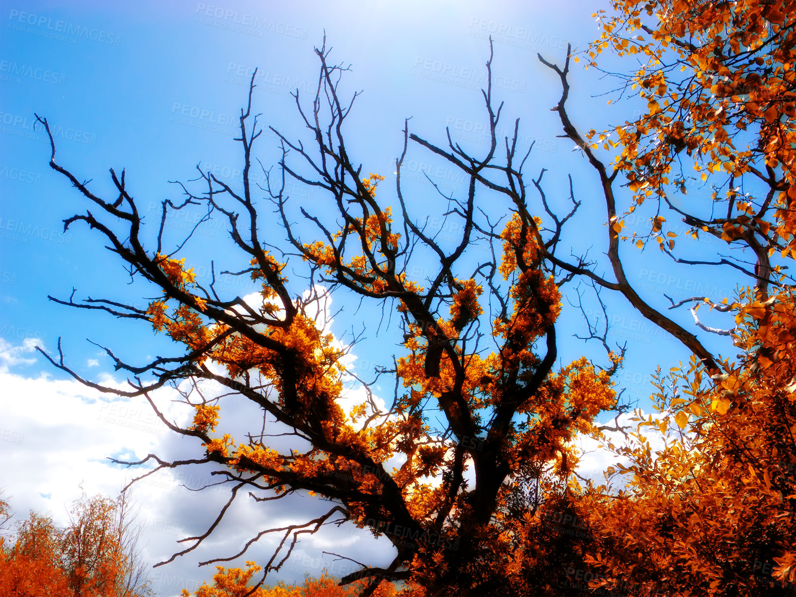 Buy stock photo Autumn, branches and tree in nature with blue sky for sustainability, ecology and garden in morning. Natural environment, plants and leaves in countryside for growth and eco friendly background