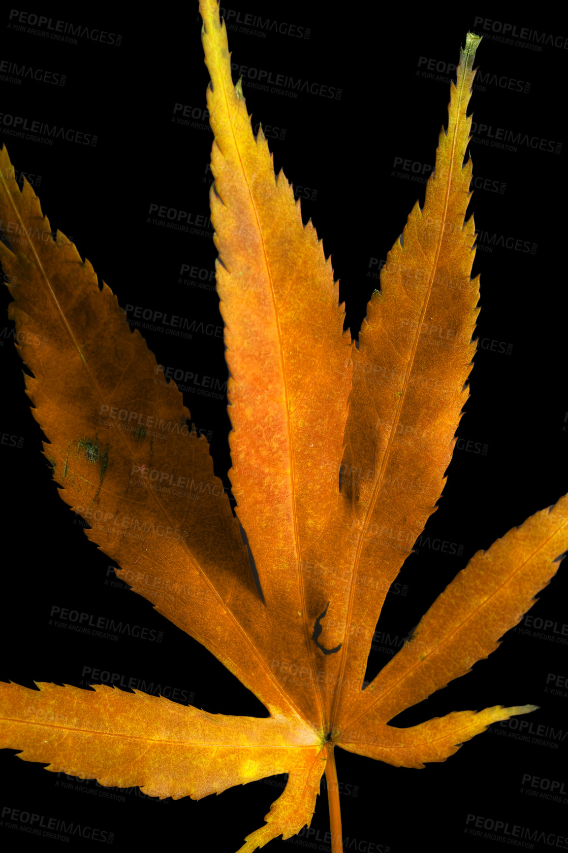 Buy stock photo Nature, autumn and leaf on dark background in studio for ecosystem, environment and change of season. Wallpaper, sustainability and plants, leaves and foliage for weather, ecology and conservation