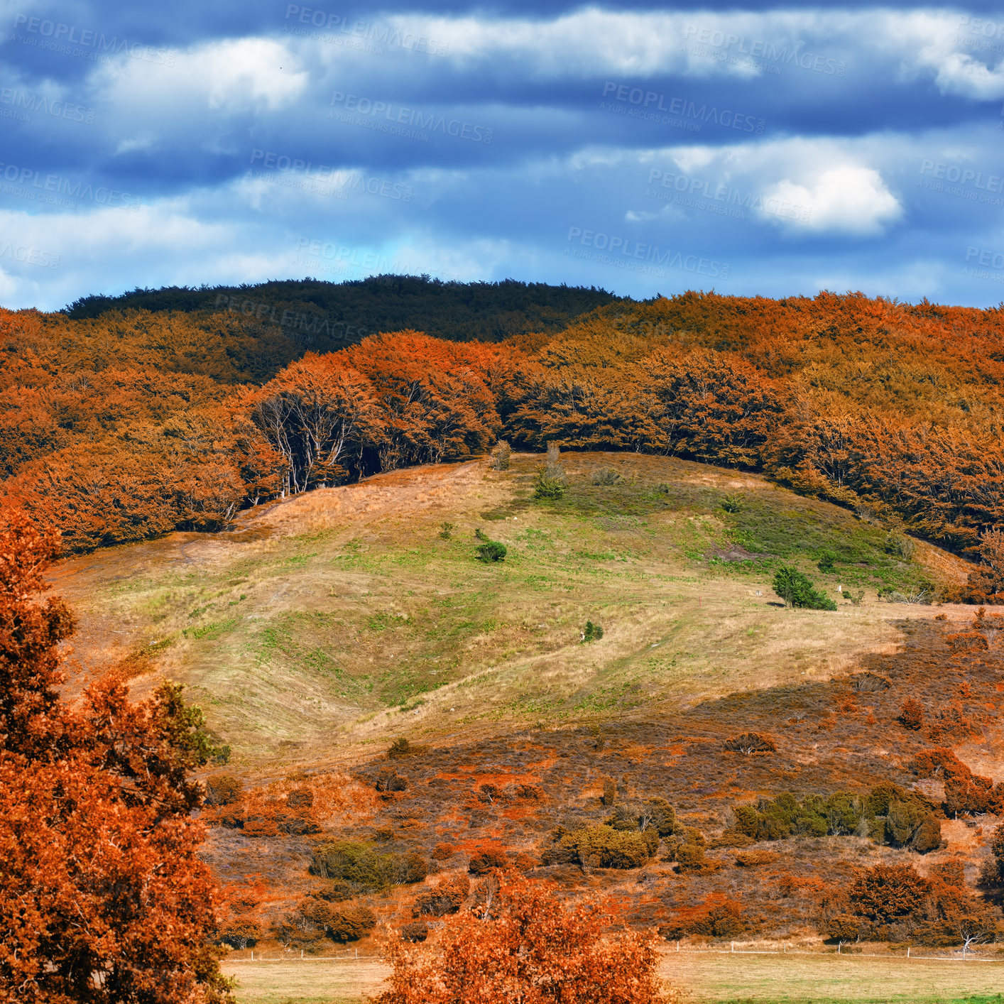 Buy stock photo Autumn, landscape and field with trees in nature with blue sky, forest and travel location. Natural environment, ecology and bush in countryside for adventure, holiday destination and sustainability