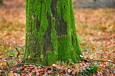 Buy stock photo Forest, moss and trunk of tree on ground with outdoor environment for countryside sustainability. Green, landscape and autumn woods on calm morning with conservation, ecology and lush natural park