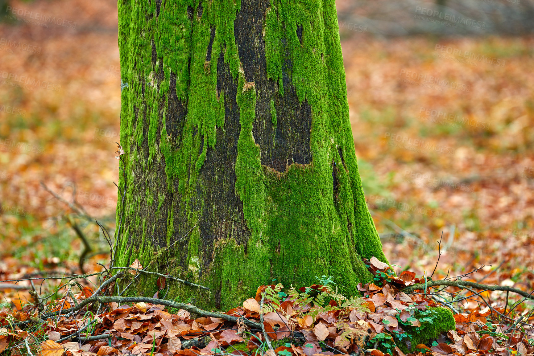 Buy stock photo Forest, moss and trunk of tree on ground with outdoor environment for countryside sustainability. Green, landscape and autumn woods on calm morning with conservation, ecology and lush natural park