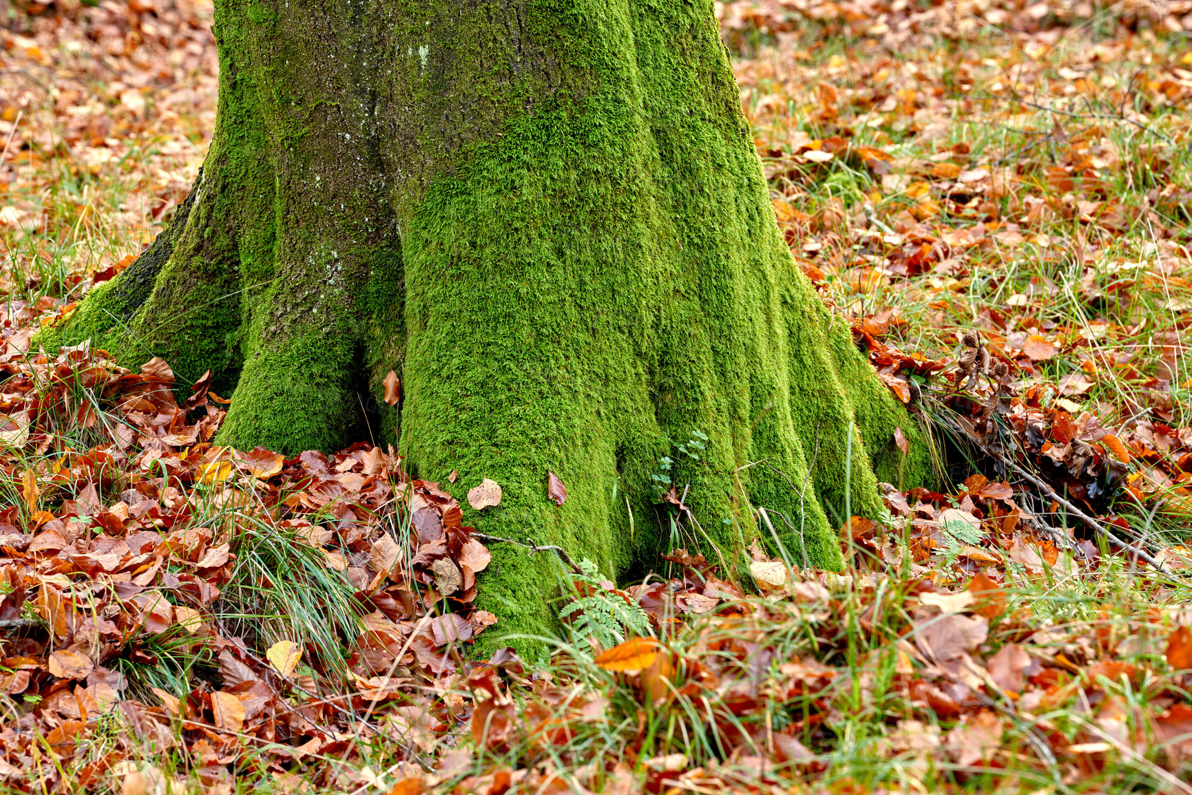 Buy stock photo Woods, moss and trunk of tree on floor with outdoor environment for countryside sustainability. Green, landscape and forest leaves on calm morning with conservation, ecology and lush natural park