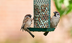 Hungry garden sparrow