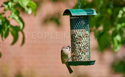 Buy stock photo Sparrows are a family of small passerine birds, Passeridae. They are also known as true sparrows, or Old World sparrows, names also used for a particular genus of the family, Passer