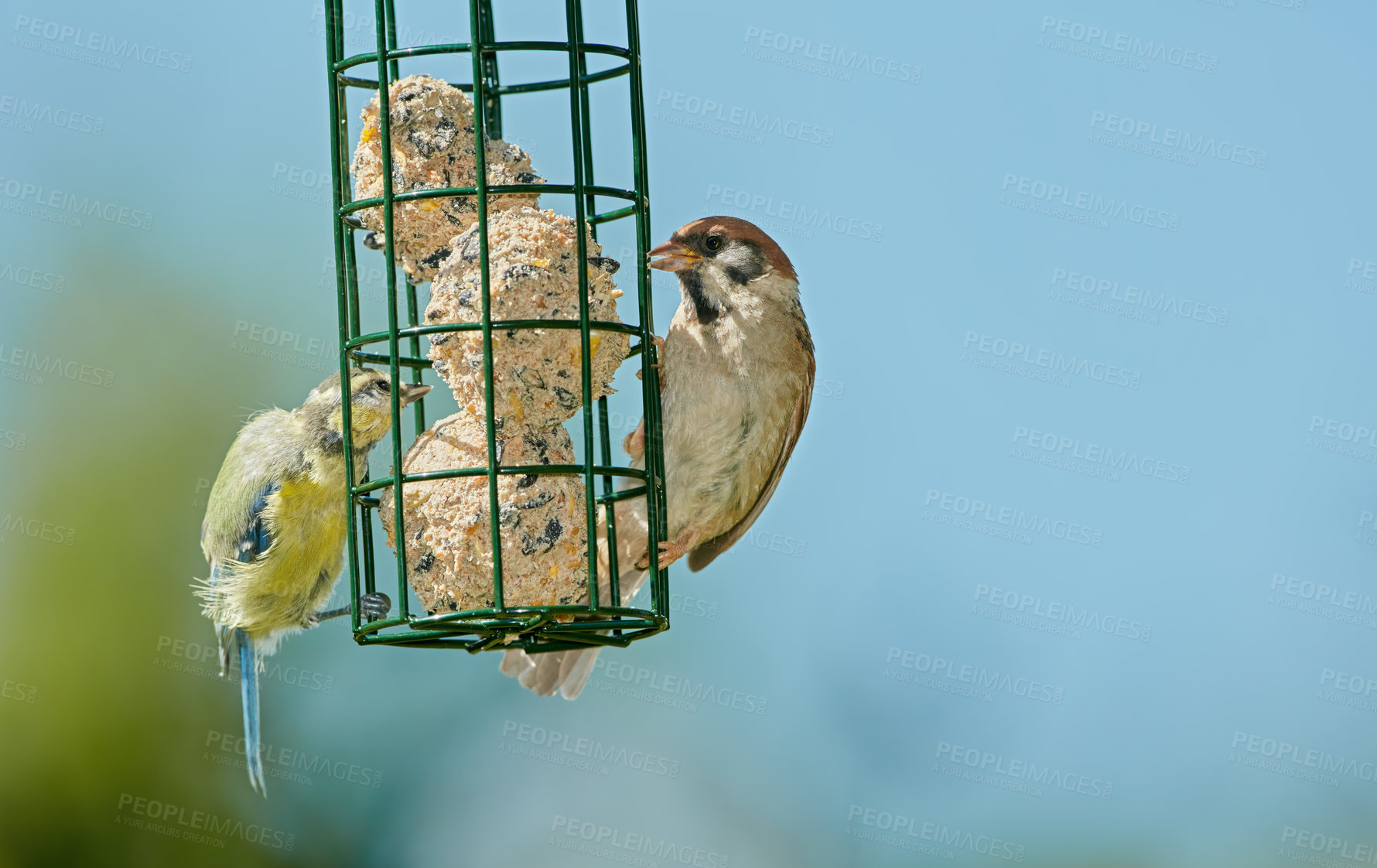 Buy stock photo Sparrows are a family of small passerine birds, Passeridae. They are also known as true sparrows, or Old World sparrows, names also used for a particular genus of the family, Passer