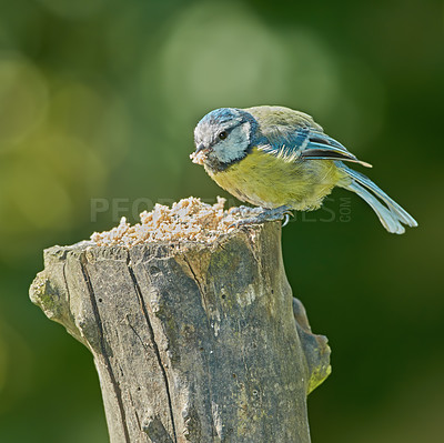 Buy stock photo The Eurasian blue tit is a small passerine bird in the tit family Paridae. The bird is easily recognisable by its blue and yellow plumage. 
