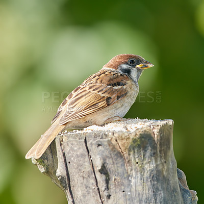 Buy stock photo Closeup of a brown bird standing or resting on tree bark in a forest. Little cute garden sparrow with soft wings, out in nature looking curious while exploring a botanical garden during summer