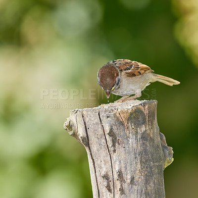 Buy stock photo Little bird outdoors eats seeds in a garden behind the backyard of house. A garden sparrow bird eating and sitting on an old tree trunk on a summer day. Animal feeding in nature on a sunny afternoon
