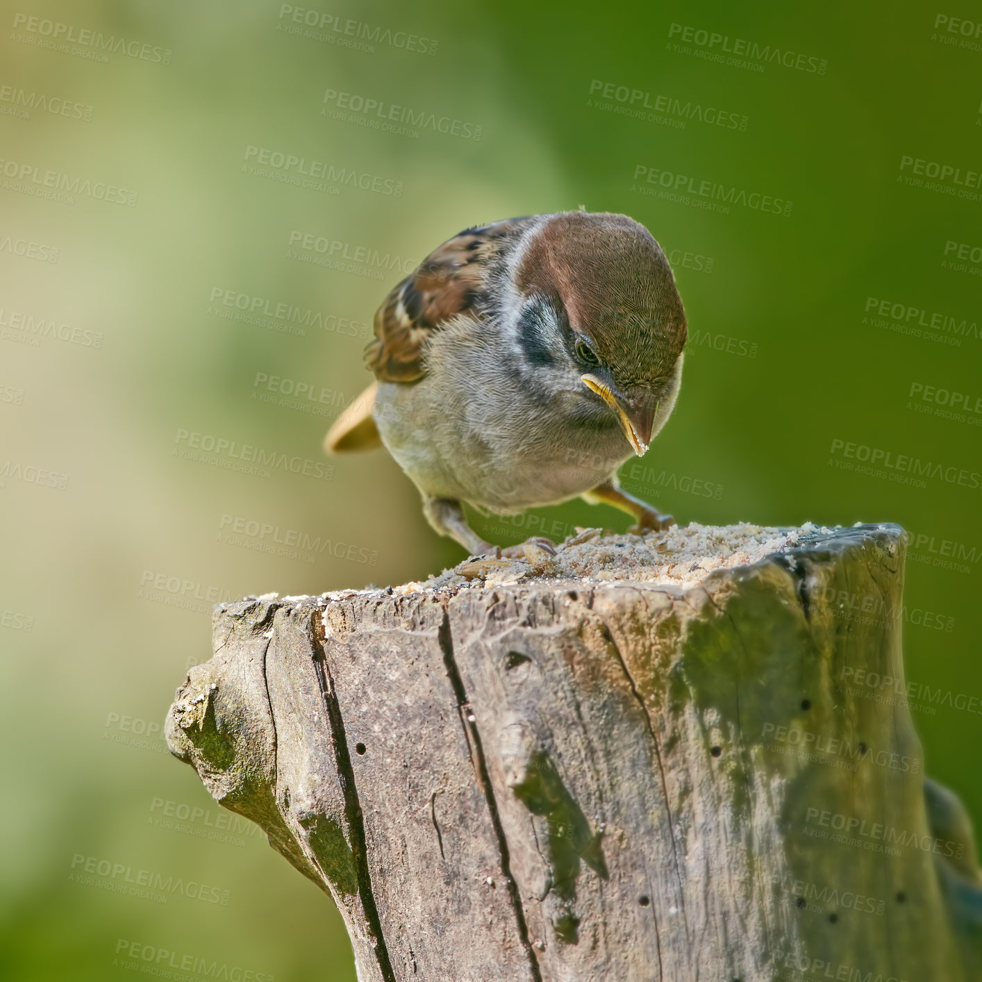 Buy stock photo Closeup of a brown garden sparrow bird eating seeds. Small birdie sitting on a tree trunk in a garden or forest outdoors with copy space. Birdwatching to study wildlife in their natural environment