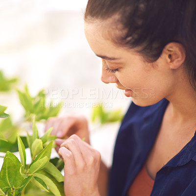 Buy stock photo Shot of a young woman inspecting the leaves on her tree