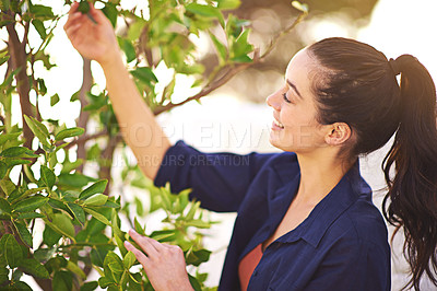 Buy stock photo Shot of a young woman inspecting the leaves on her tree