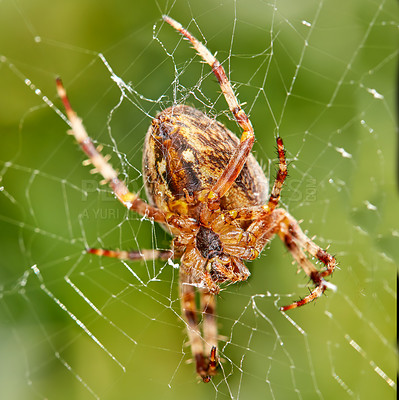 Buy stock photo Closeup of a Walnut Orb Weaver spider in a web against blur leafy background in it's natural habitat. An eight legged arachnid making a cobweb in nature surrounded by a green tree ecosystem