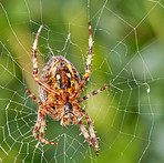 The Walnut Orb-weaver Spider 