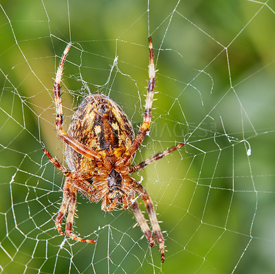 Buy stock photo Closeup of a Walnut Orb Weaver spider in a web against blur leafy background in it's natural habitat. An eight legged arachnid making a cobweb in nature surrounded by a green tree ecosystem