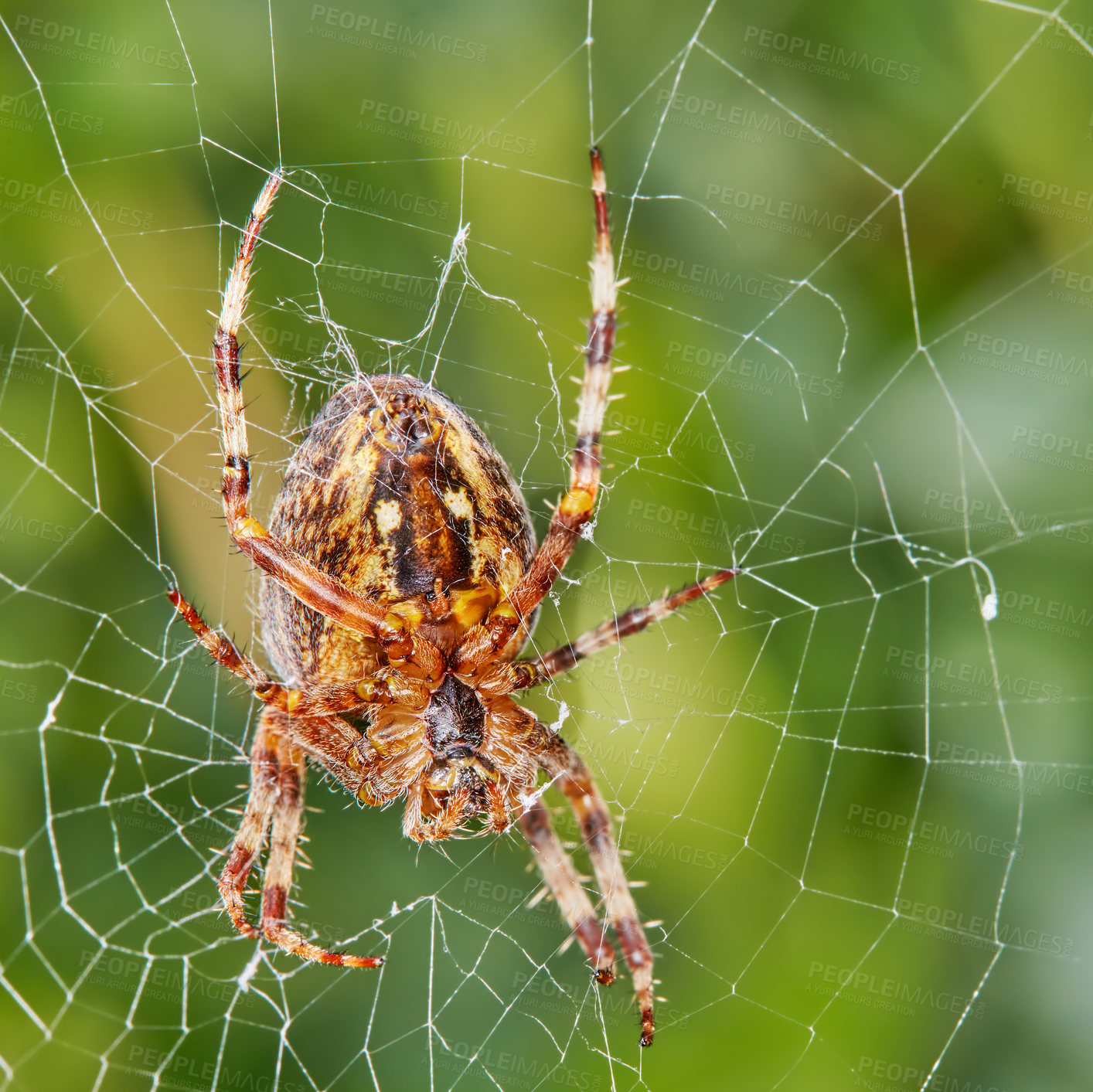 Buy stock photo Closeup of a Walnut Orb Weaver spider in a web against blur leafy background in it's natural habitat. An eight legged arachnid making a cobweb in nature surrounded by a green tree ecosystem