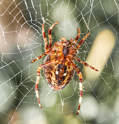 Buy stock photo Closeup of a Walnut Orb weaver Spider on a web on a summer day. Specimen of the species Nuctenea umbratica outdoors against a blur leafy background. An eight legged arachnid making a cobweb in nature