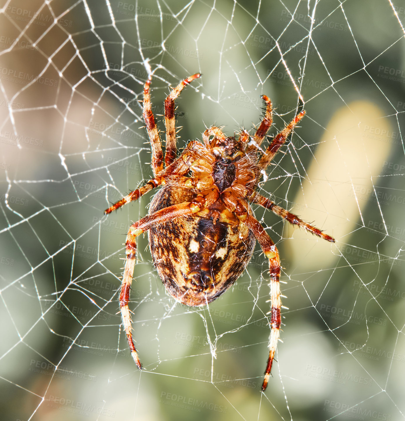 Buy stock photo Closeup of a Walnut Orb weaver Spider on a web on a summer day. Specimen of the species Nuctenea umbratica outdoors against a blur leafy background. An eight legged arachnid making a cobweb in nature