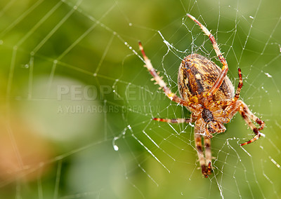 Buy stock photo Closeup of a spider in a web against blurred leafy background. An eight legged Walnut orb weaver spider making cobweb in nature surrounded by green trees.  Specimen of the species Nuctenea umbratica