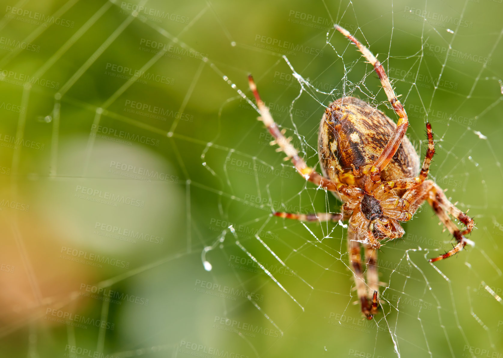 Buy stock photo Closeup of a spider in a web against blurred leafy background. An eight legged Walnut orb weaver spider making cobweb in nature surrounded by green trees.  Specimen of the species Nuctenea umbratica