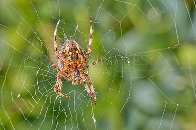 Buy stock photo Closeup of a spider in a web against blur leafy background. An eight legged Walnut orb weaver spider making a cobweb in nature surrounded by green trees