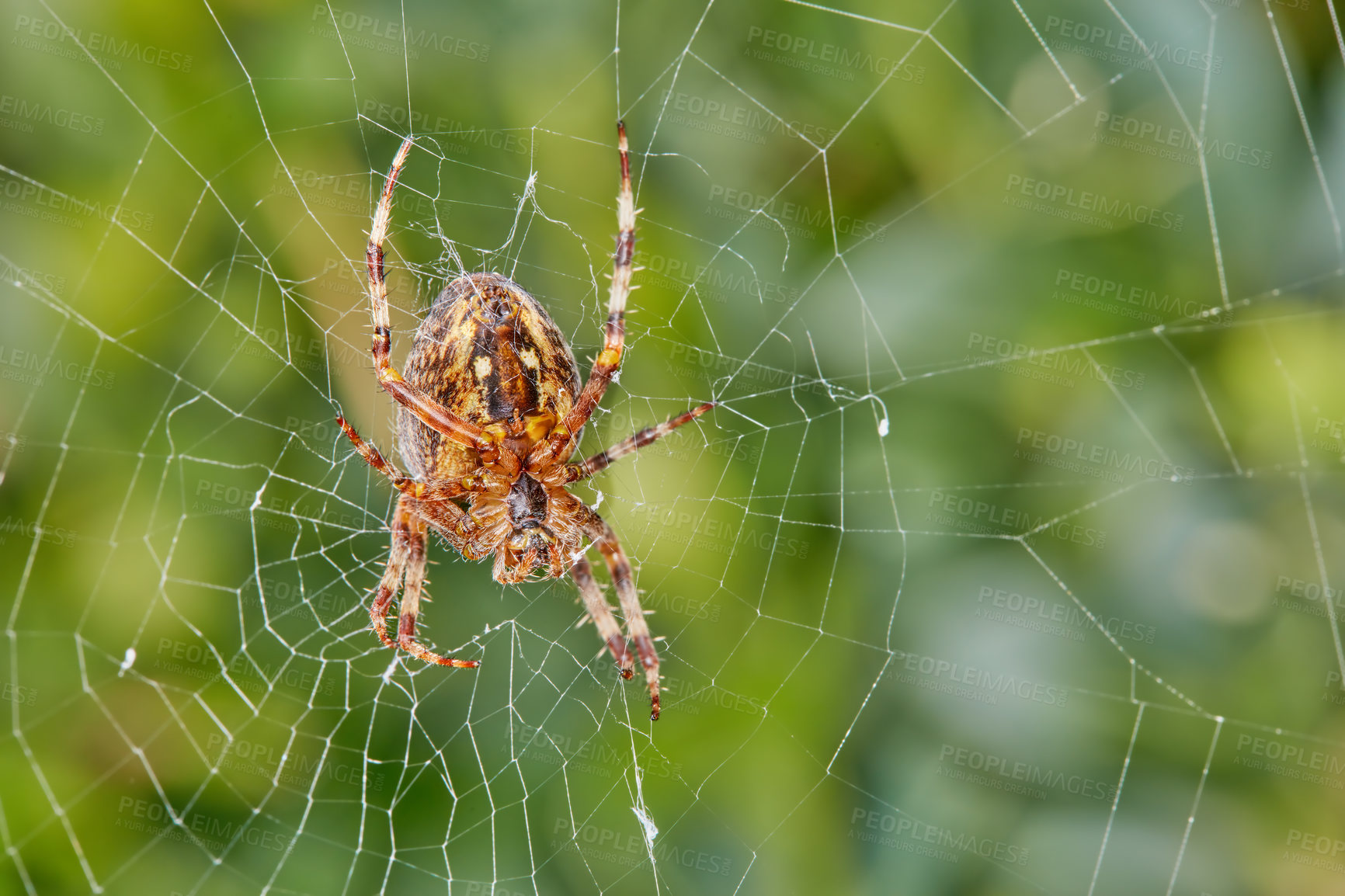 Buy stock photo Closeup of a spider in a web against blur leafy background. An eight legged Walnut orb weaver spider making a cobweb in nature surrounded by green trees