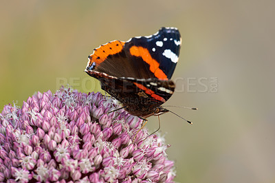 Buy stock photo Closeup of a butterfly sitting on a plant outside in a garden. Beautiful and colourful insect during summer feeding on a flower. The Red Admiral or Vanessa Atalanta butterfly on a hot day