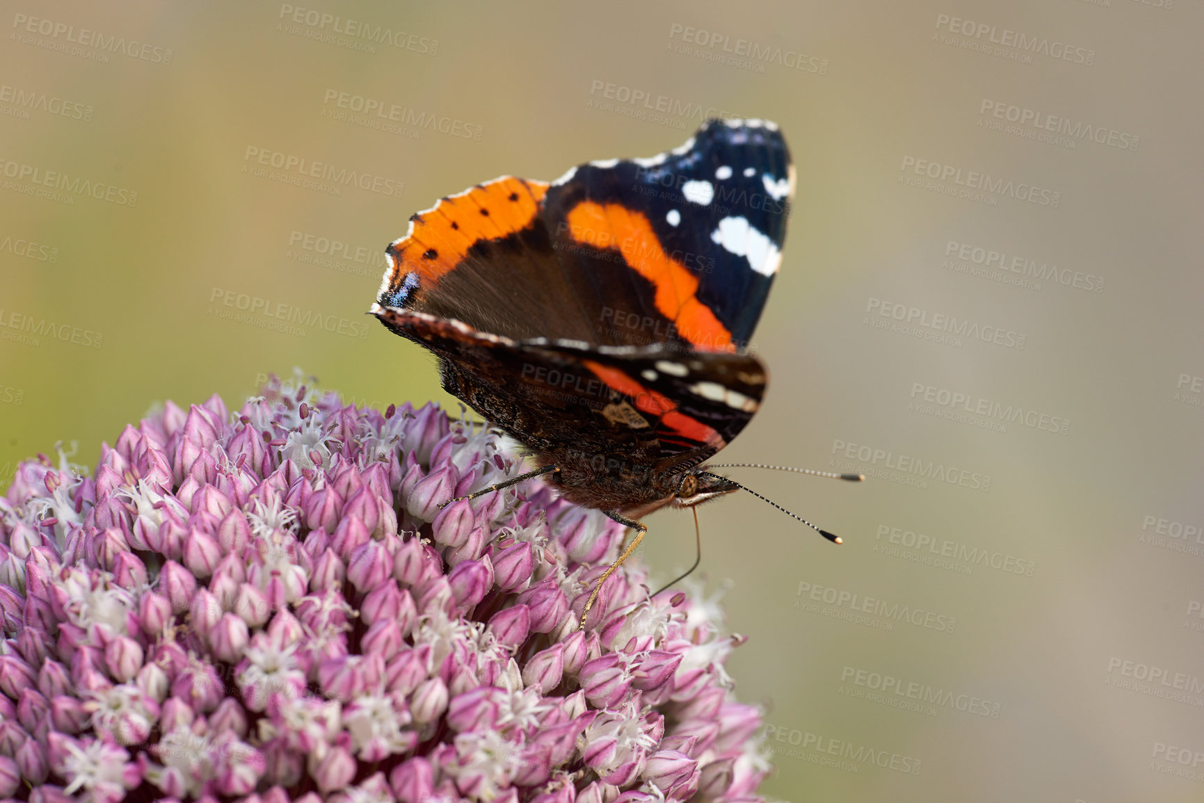 Buy stock photo Closeup of a butterfly sitting on a plant outside in a garden. Beautiful and colourful insect during summer feeding on a flower. The Red Admiral or Vanessa Atalanta butterfly on a hot day