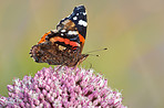 The Red Admiral Butterfly - Vanessa atalanta