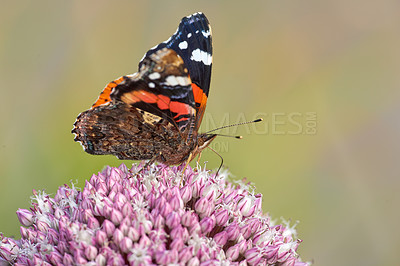 Buy stock photo The Red Admiral or Vanessa Atalanta butterfly pollinating a flower. Closeup of a butterfly sitting on a plant outside in a garden. Beautiful and colourful insect during summer feeding on a flower. 