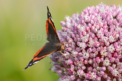 Buy stock photo Closeup of one butterfly on a plant in the garden outside. Colourful insect feeding off nectar from pink flowers. The Red Admiral or Vanessa Atalanta butterfly found in Europe, Asia and North America