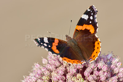 Buy stock photo Closeup of a butterfly sitting on a plant outside in a garden. Beautiful and colourful insect during summer feeding on a flower. The Red Admiral or Vanessa atalanta butterfly on a hot day