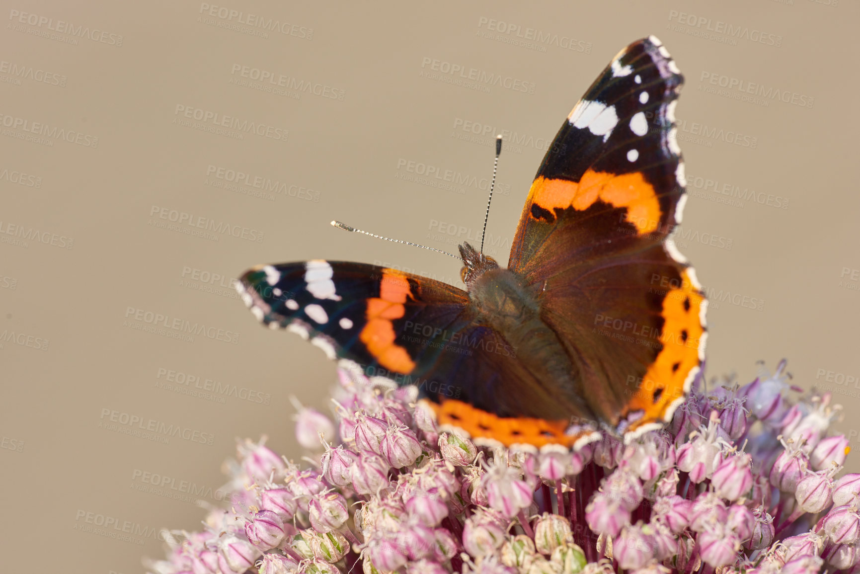 Buy stock photo Closeup of a butterfly sitting on a plant outside in a garden. Beautiful and colourful insect during summer feeding on a flower. The Red Admiral or Vanessa atalanta butterfly on a hot day