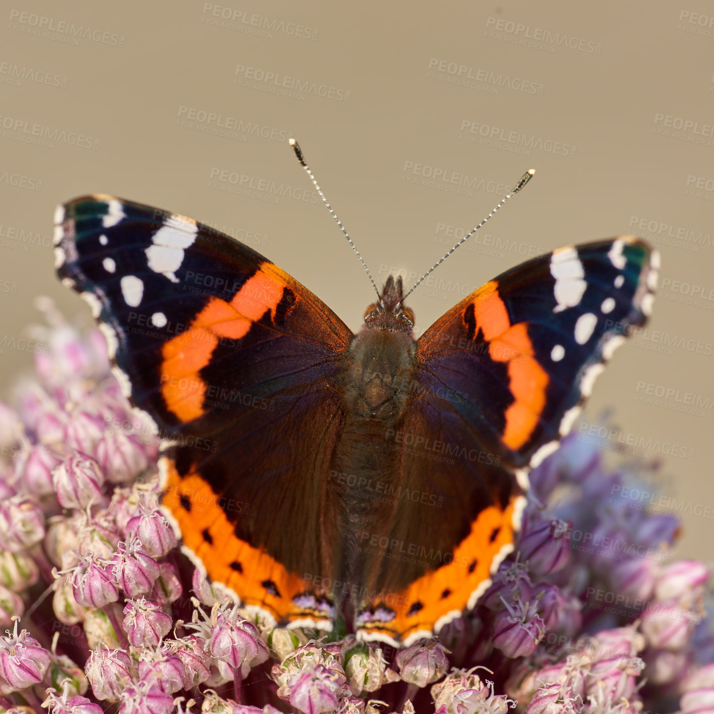 Buy stock photo Closeup of a butterfly sitting on a plant outside in a garden. Beautiful and colourful insect during summer feeding on a pink flower. The Red Admiral or Vanessa Atalanta butterfly with spread wings