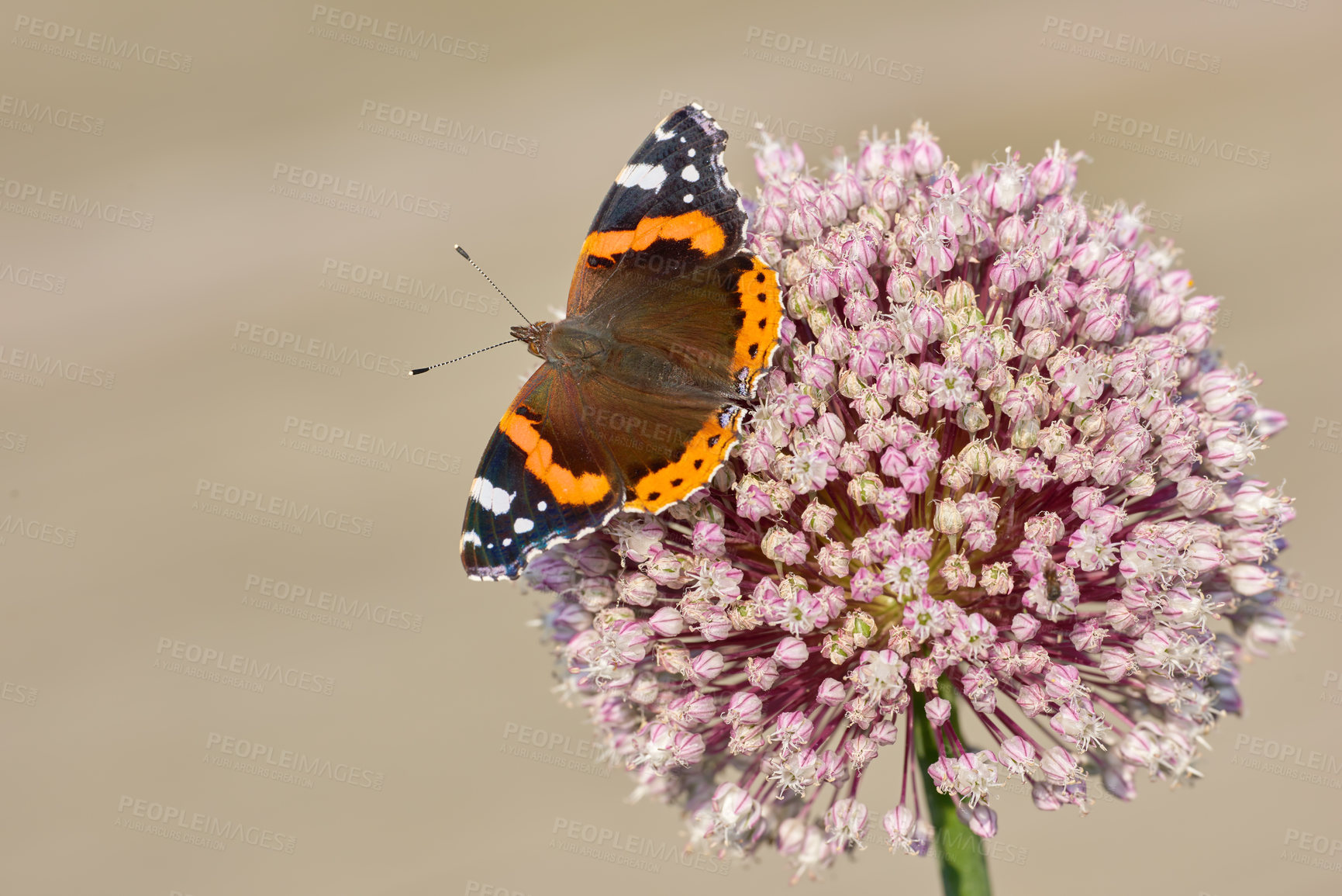 Buy stock photo Closeup of one butterfly on a plant in the garden outside. Colourful insect feeding off nectar from pink flowers. The Red Admiral or Vanessa Atalanta butterfly found in Europe, Asia and North America