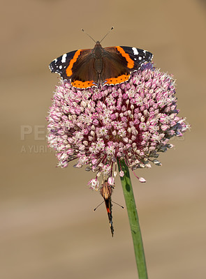 Buy stock photo Closeup of two butterflies pollinating on a plant outside in a garden. Beautiful and colorful insects during summer pollination season. The red admiral or vanessa atalanta butterfly on a summer day