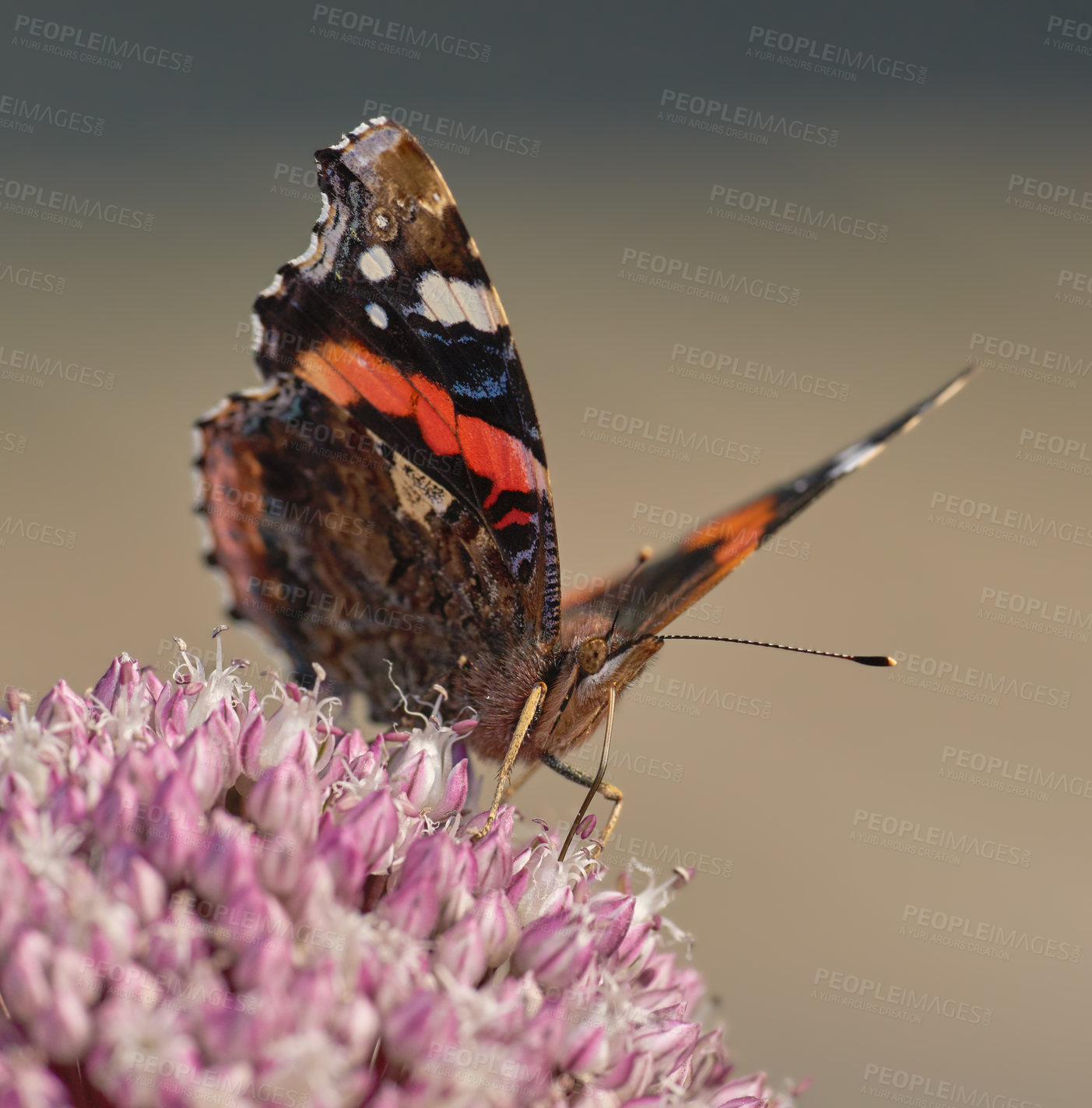 Buy stock photo Closeup of a Red Admiral butterfly pollinating a flowing in summer. Beautiful colorful insect living in nature landing on a flower during a sunny day with its wings open in an organic garden or field
