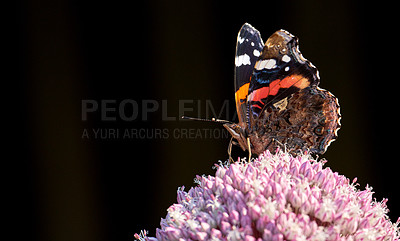 Buy stock photo Closeup of a butterfly sitting on a plant against a black background. Beautiful and colourful insect during summer feeding on a pink flower. The Red Admiral or Vanessa Atalanta butterfly