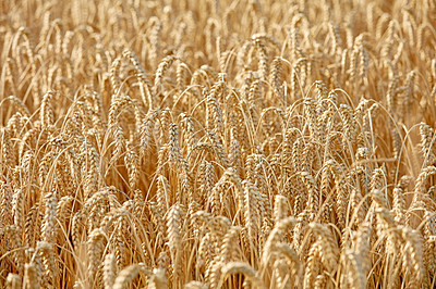 Buy stock photo Stalks of wheat growing on a farm in the countryside for harvest with copyspace. Scenic landscape of vibrant golden ears of ripe grain cultivated on a sustainable field. Agricultural land with produce