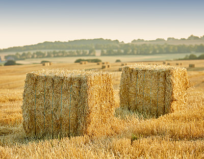 Buy stock photo A vibrant country field in Germany with the harvest for crops or wheat. Haystacks lie on the field with bales of hay on a 
 sustainable farm. Scenic landscape of agriculture farm in a rural village 
