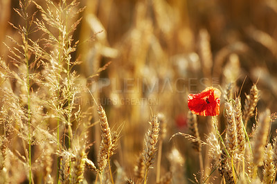 Buy stock photo Closeup of wild red poppy flowers and a group of ears of wheat growing on a countryside farm for harvest during the day. Vibrant golden stalks of grain on a wheat field on a sustainable farmland