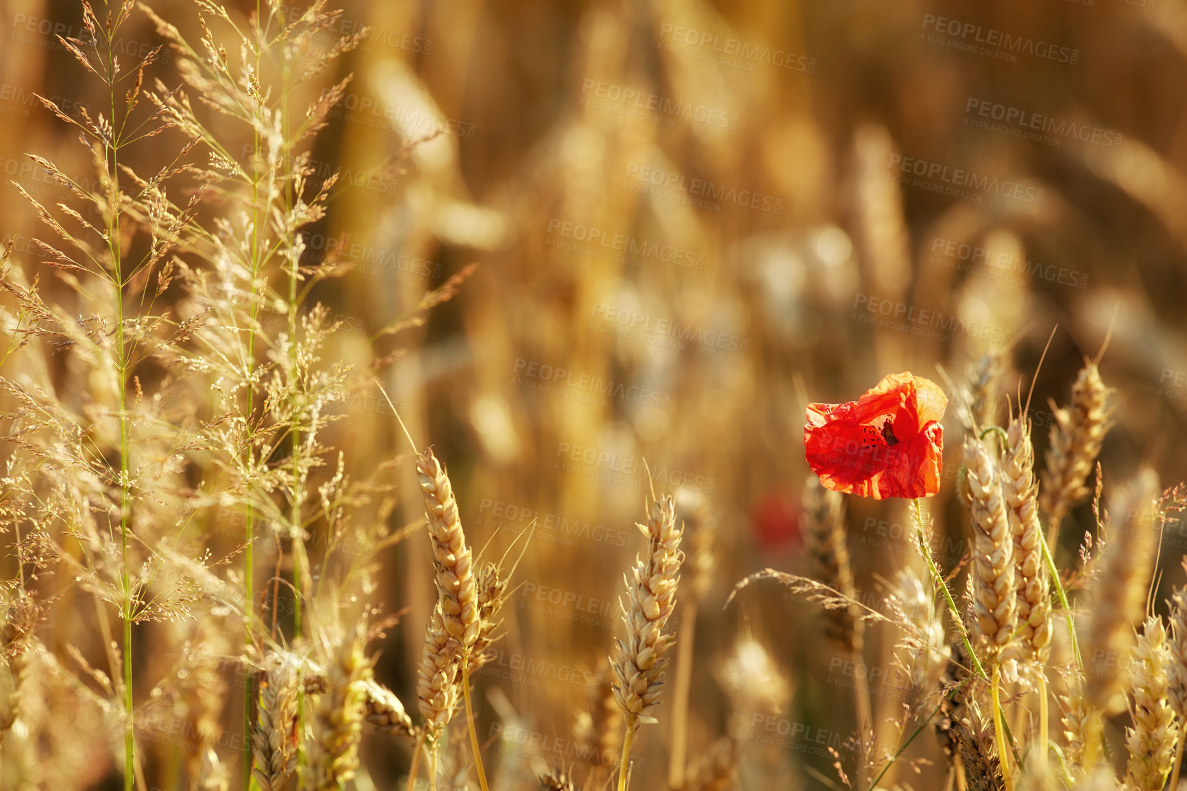 Buy stock photo Closeup of wild red poppy flowers and a group of ears of wheat growing on a countryside farm for harvest during the day. Vibrant golden stalks of grain on a wheat field on a sustainable farmland