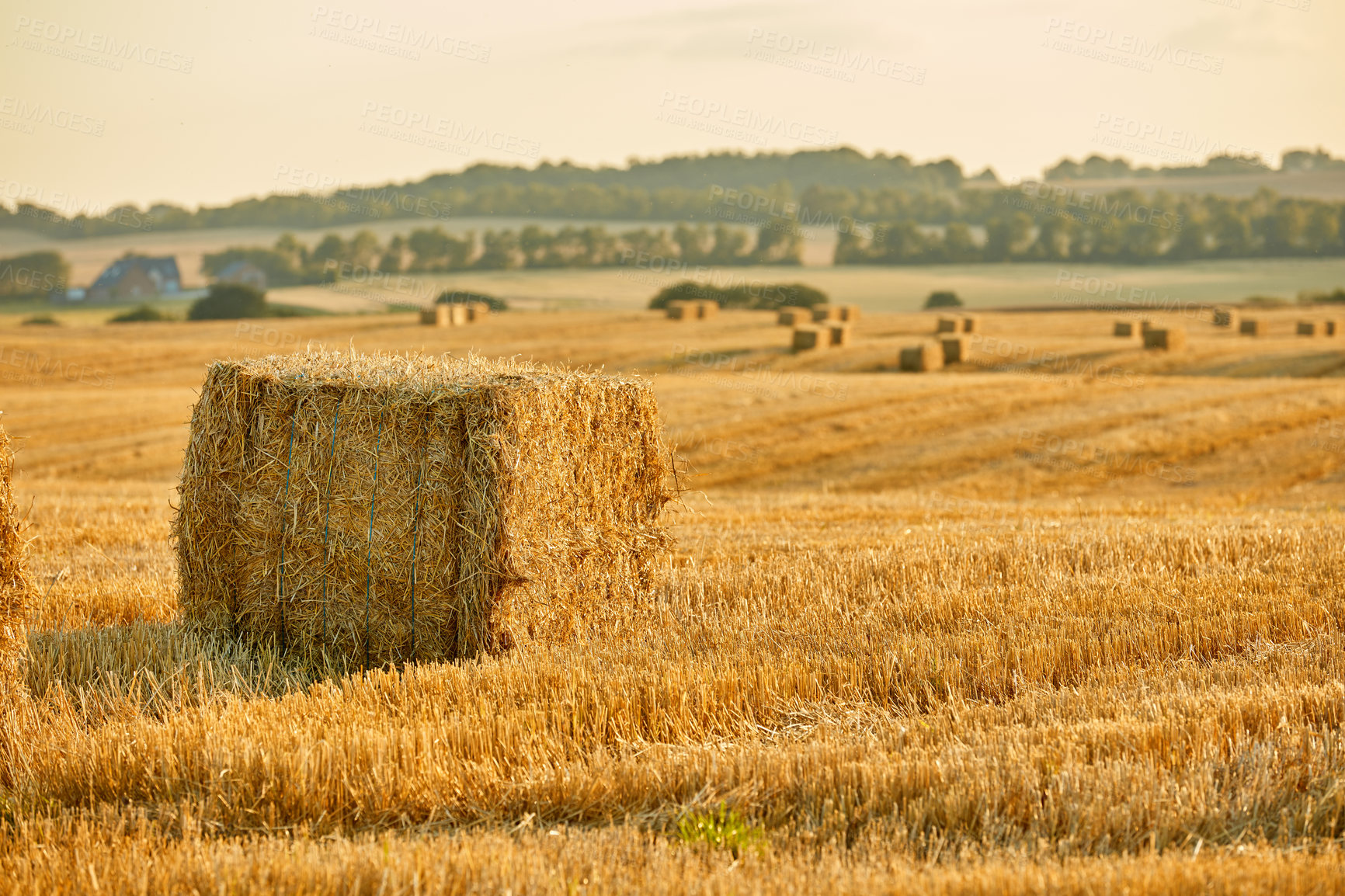 Buy stock photo Bale of brown straw hay on a field in the countryside with copyspace. Scenic landscape of agriculture farm in rural village for harvesting crops and wheat. Golden haystack in a meadow