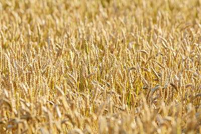 Buy stock photo Yellow agriculture field with ripe wheat. Cereal plant growing in countryside farm during harvest season. Scenic landscape of vibrant golden stalks of grain cultivated on sustainable field in summer