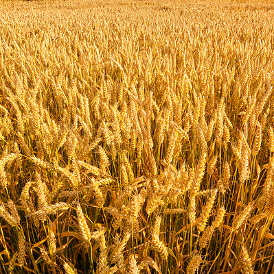 Buy stock photo Closeup of ears of wheat growing on a farm in the for harvest on a sunny day with copyspace. Acreage of of vibrant golden stalks of ripe grain cultivated on a sustainable field in a scenic landscape