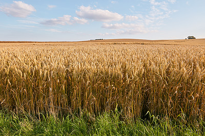 Buy stock photo Closeup view of group of ears of wheat growing in countryside farm for harvest during the day. Zoomed in on vibrant golden stalks of grain with copyspace and a blue sky in a sustainable farm in summer