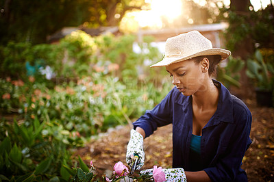 Buy stock photo Shot of a young woman trimming the roses in her garden